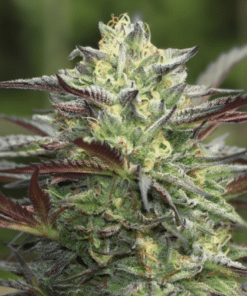 Girl Scout Cookies Auto